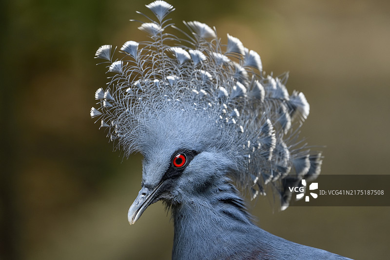 凤冠鸠，动物肖像，巴布亚新几内亚图片素材