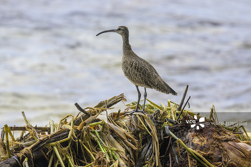 长嘴丘鹬，位于哥斯达黎加利蒙省曼萨尼约国家公园，中美洲图片素材