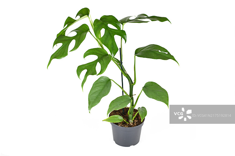白背景中带窗小叶的异国情调的姬 Monstera 盆栽图片素材