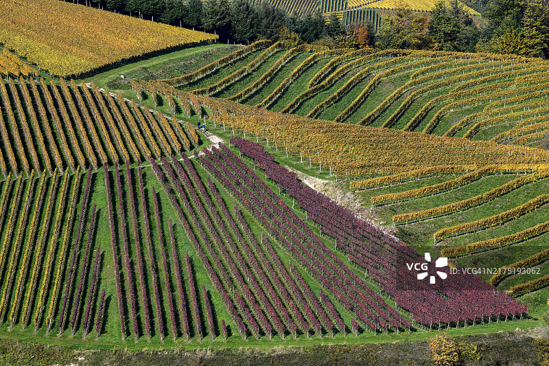 德国黑森林奥特瑙地区的秋色葡萄藤图片素材