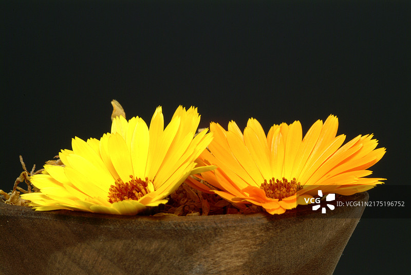 药用植物：金盏花图片素材
