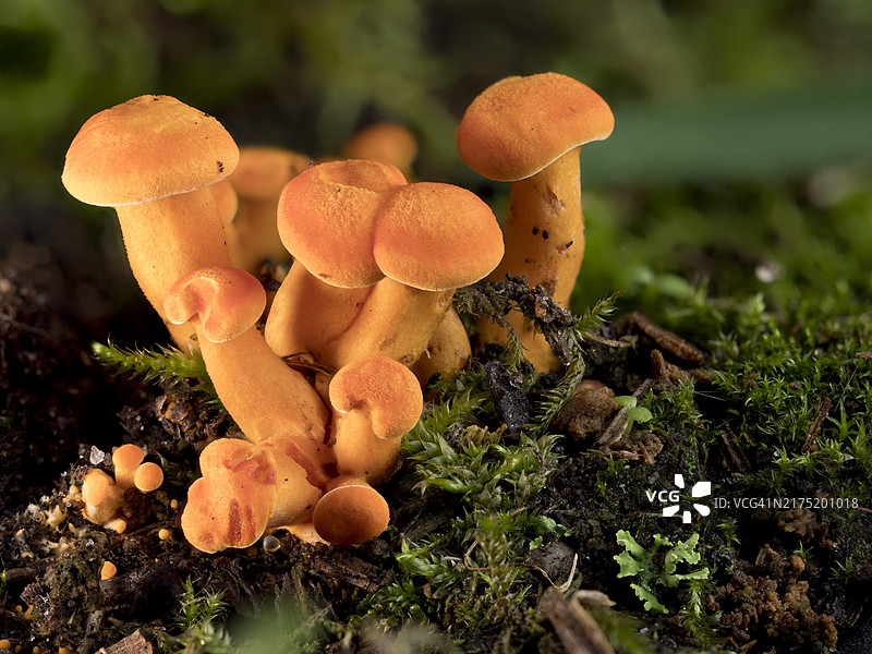 森林地面苔藓中的鸡油菌图片素材