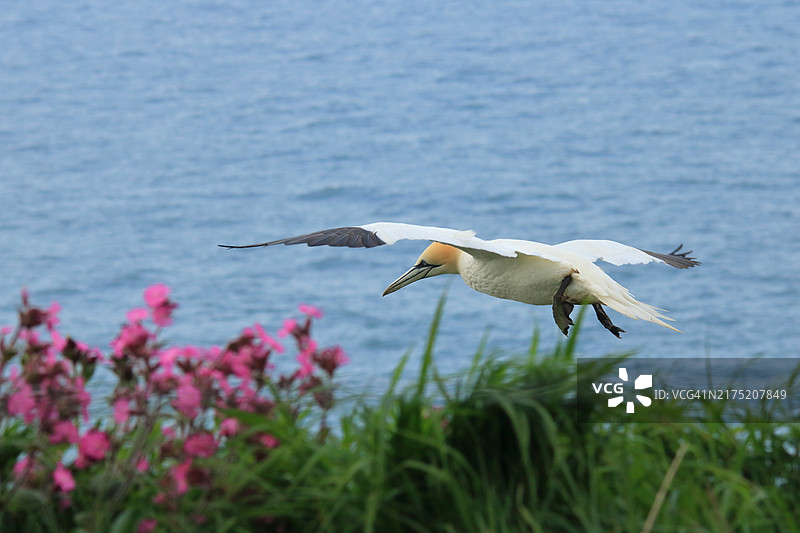 在本普顿悬崖飞行的北方塘鹅图片素材