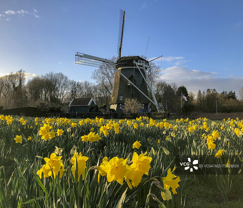 荷兰阿姆斯特丹祖伊德的德里克莫伦风车与黄色野生水仙花图片素材