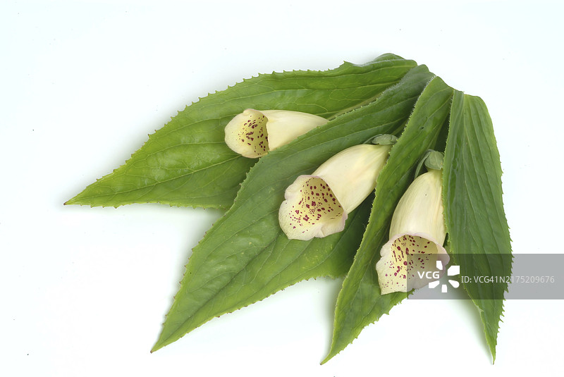 大花毛地黄，玄参科有毒植物，药用植物，不保证药用效果图片素材