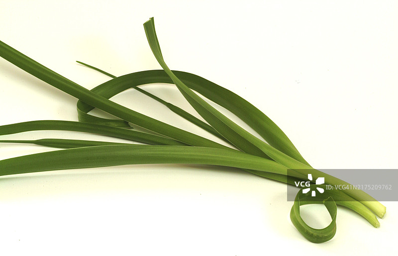 药用植物真海葱图片素材