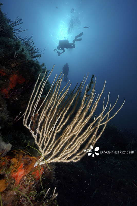 潜水员在珊瑚礁上，法国图片素材