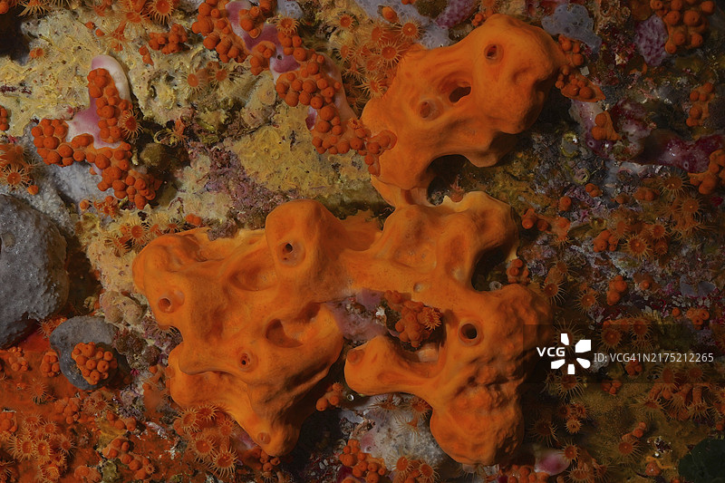 鲜橙色海绵图片素材