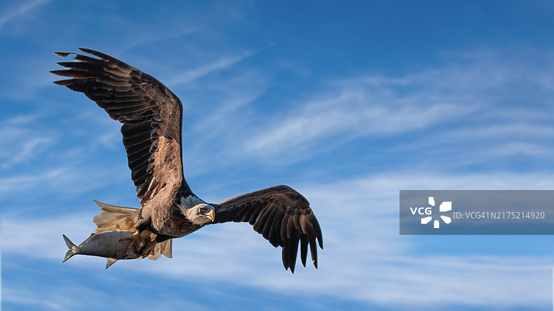 爪中抓着鱼的鹗，在天空中飞翔的鹗图片素材