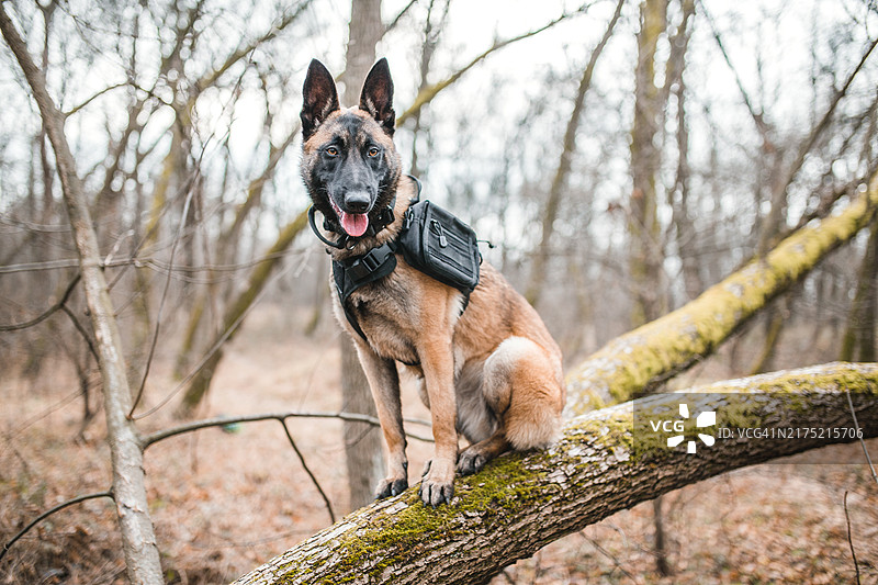 自然风光中的比利时牧羊犬肖像图片素材