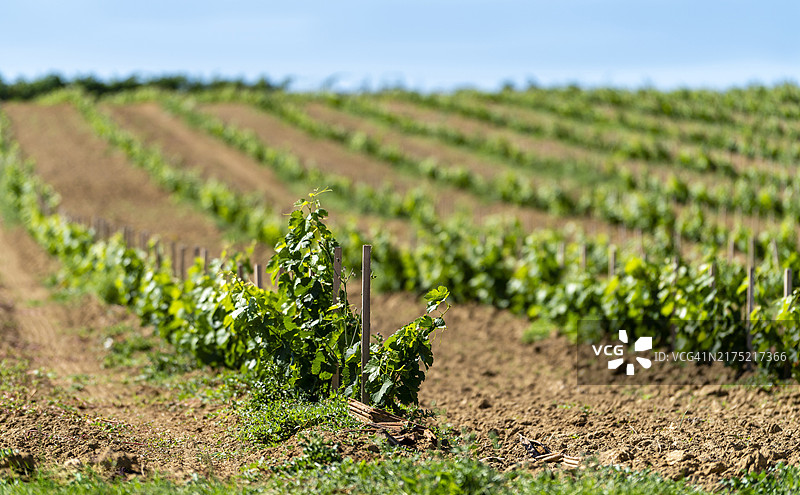 蔬菜园种植园概念图片素材