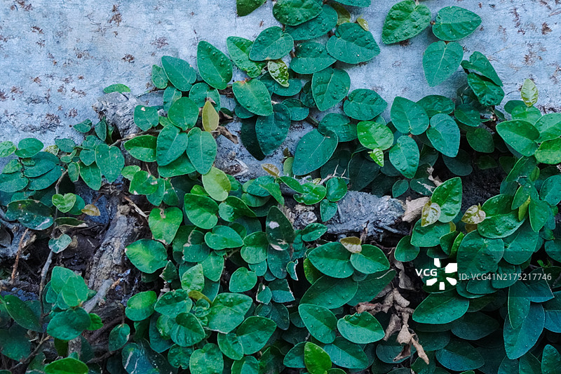 混凝土墙上的薜荔图片素材