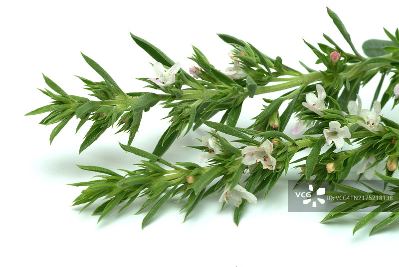 夏季香薄荷图片素材