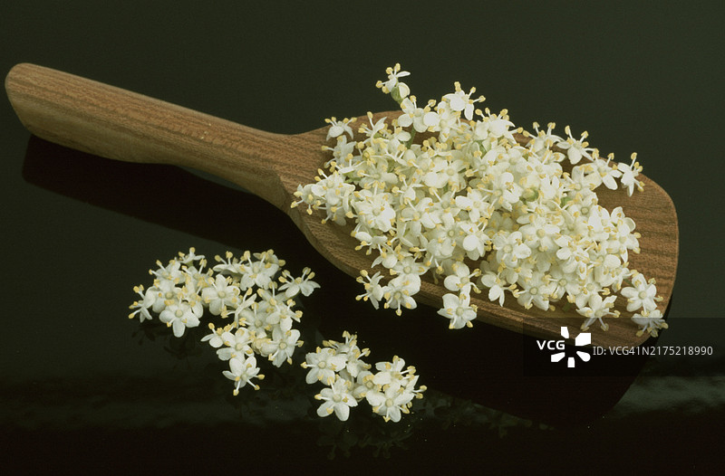 接骨木花，黑接骨木（Sambucus nigra），药用植物，被认为是治疗感冒、肾脏和膀胱问题以及增强心脏和血液循环的有效家庭疗法图片素材