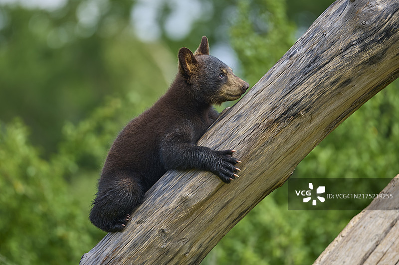 攀爬树干的美洲黑熊幼崽（人工饲养）图片素材