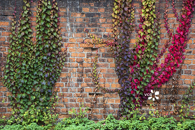 秋叶中的野生葡萄（Parthenocissus tricuspidata），在德国北莱茵-威斯特法伦鲁尔区杜伊斯堡的砖墙上图片素材
