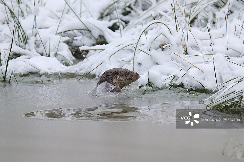 欧洲水獭（冬季冰冻池塘）图片素材