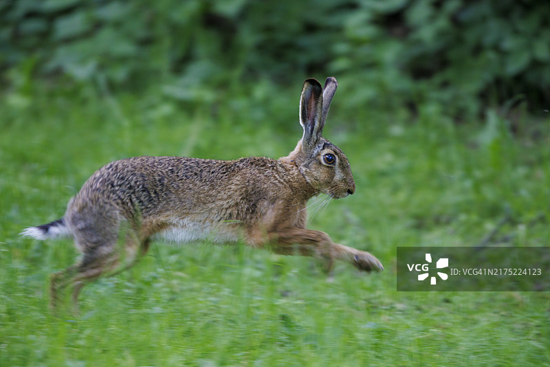 德国欧洲野兔（Lepus europaeus）图片素材