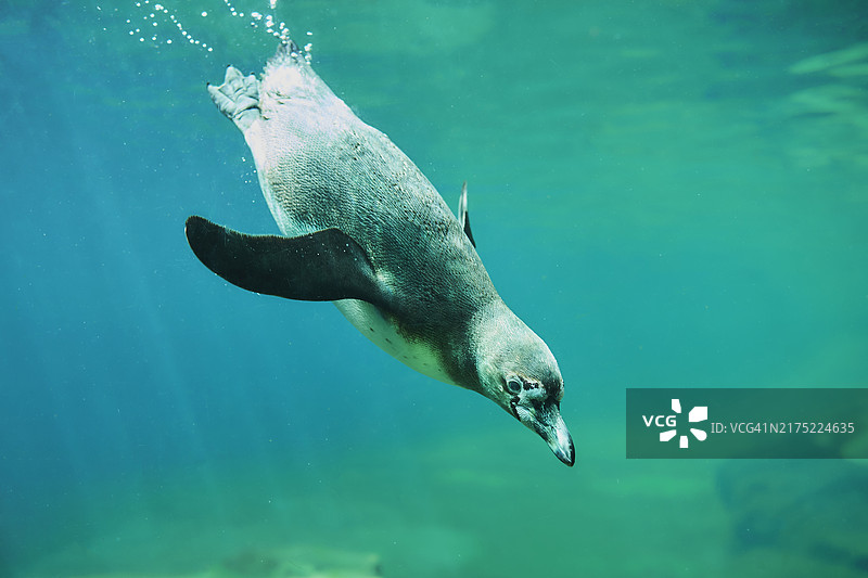 非洲企鹅(学名:Spheniscus demersus)水下潜水,原产于南非图片素材