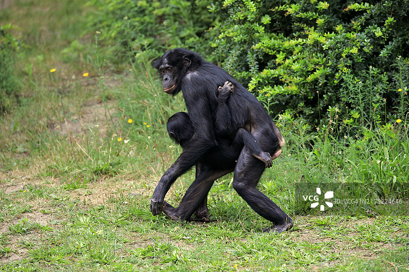 成年雌性倭黑猩猩及其幼崽图片素材