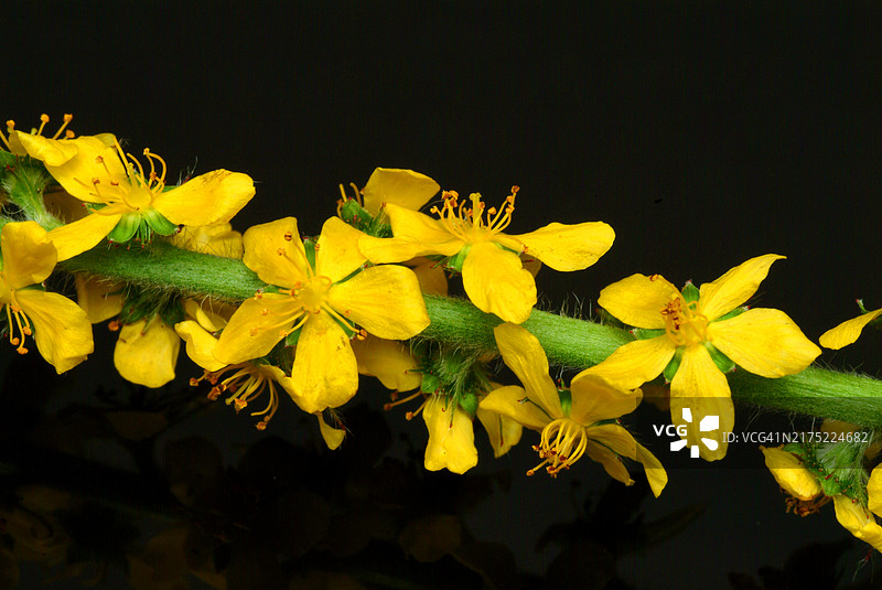 药用植物：龙牙草图片素材