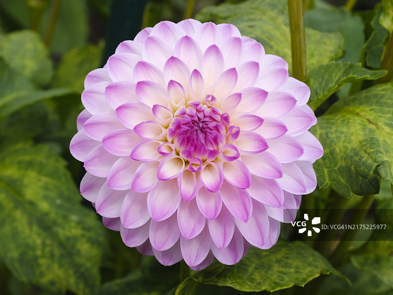 盛开的大丽花，德国北莱茵-威斯特法伦图片素材