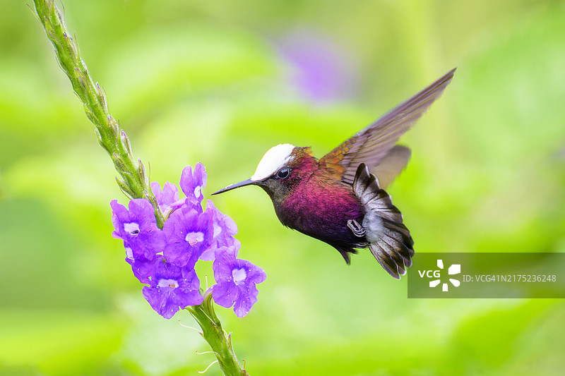 白顶小绿蜂鸟图片素材