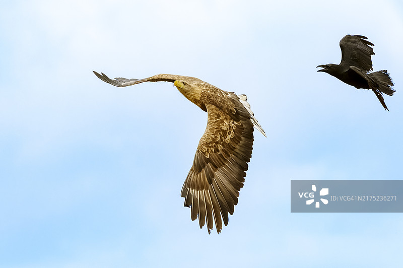 白尾海雕和普通渡鸦图片素材