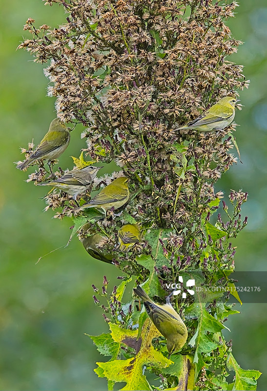 田纳西莺图片素材