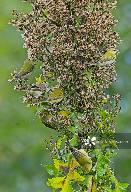 田纳西莺图片素材