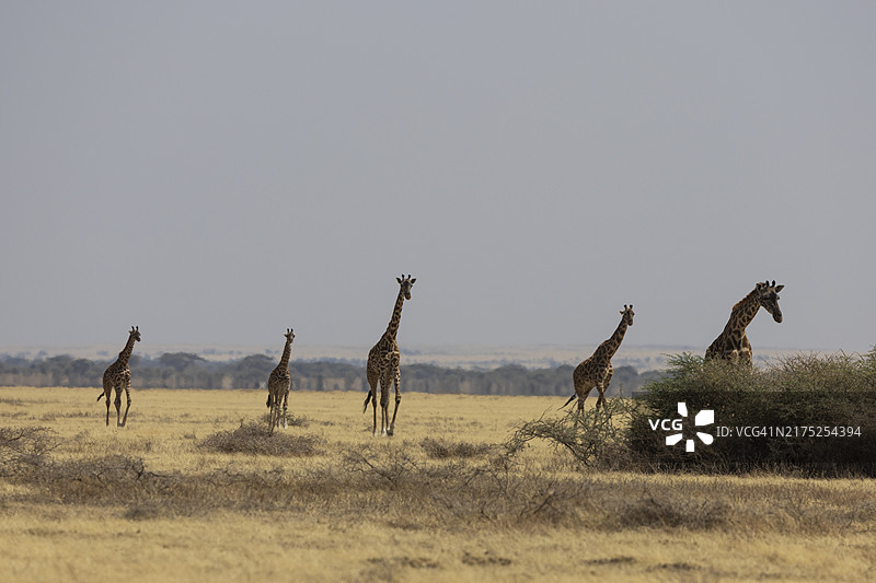 马赛长颈鹿图片素材