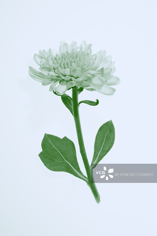 蓝背景下的菊花花朵与枝叶图片素材