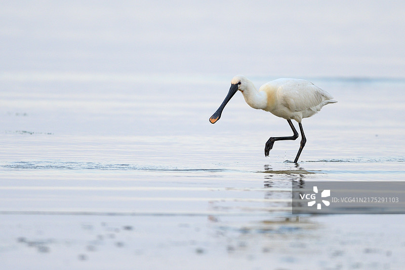 普通琵鹭，荷兰特塞尔岛图片素材