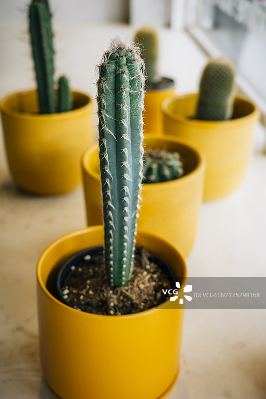 黄色盆栽中的蓝色火炬仙人掌图片素材
