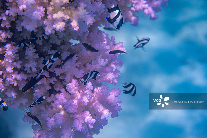热带鱼在海中游泳特写图片素材