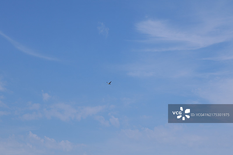 仰视角度下的飞鸟图片素材