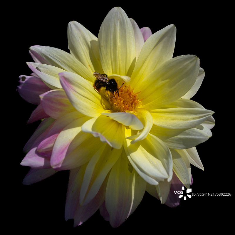 瑞典：黄色花朵上的蜜蜂特写图片素材