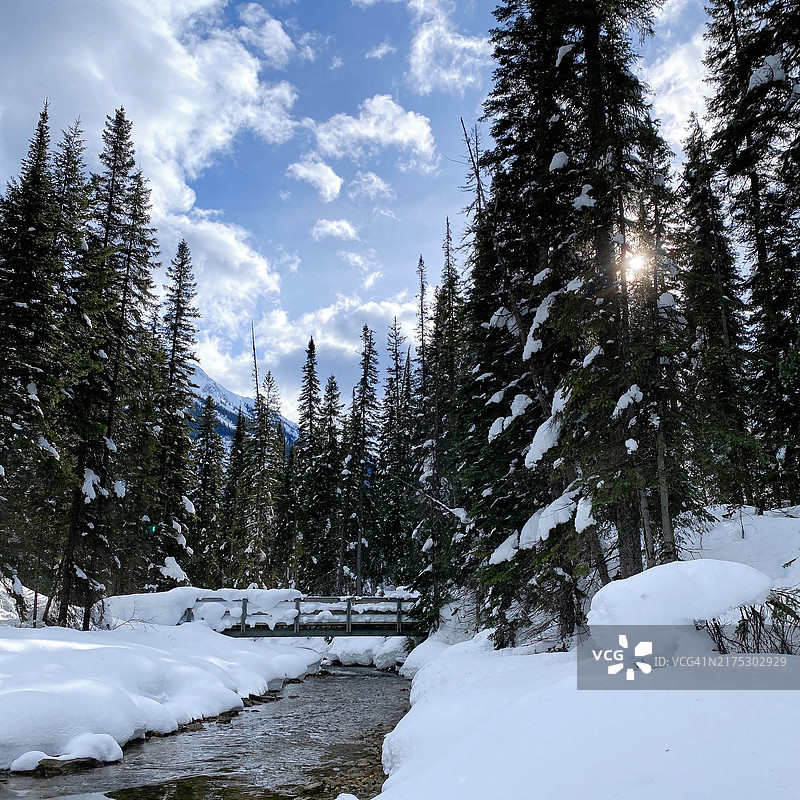 加拿大艾伯塔省卡尔加里雪地上的树木图片素材