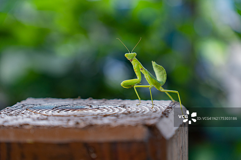 木头上的蚱蜢特写图片素材