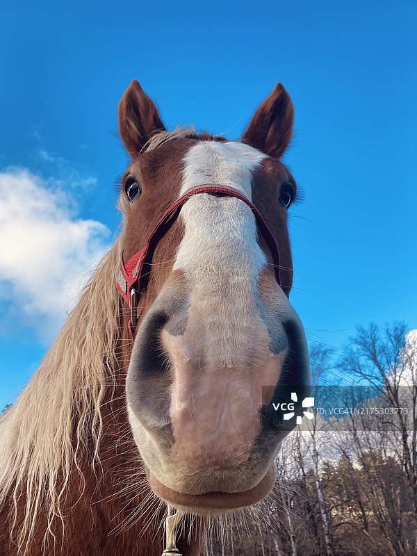 美国佛蒙特州奇滕登小马的低角度视图图片素材