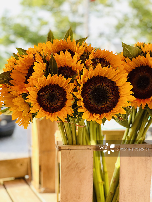 美国里弗黑德的向日葵特写图片素材