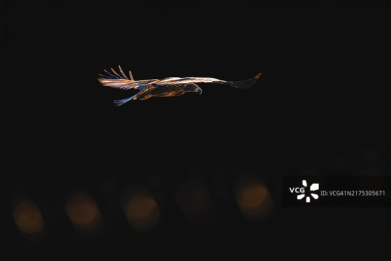 马萨诸塞州夜间飞行的幼年白头海雕图片素材