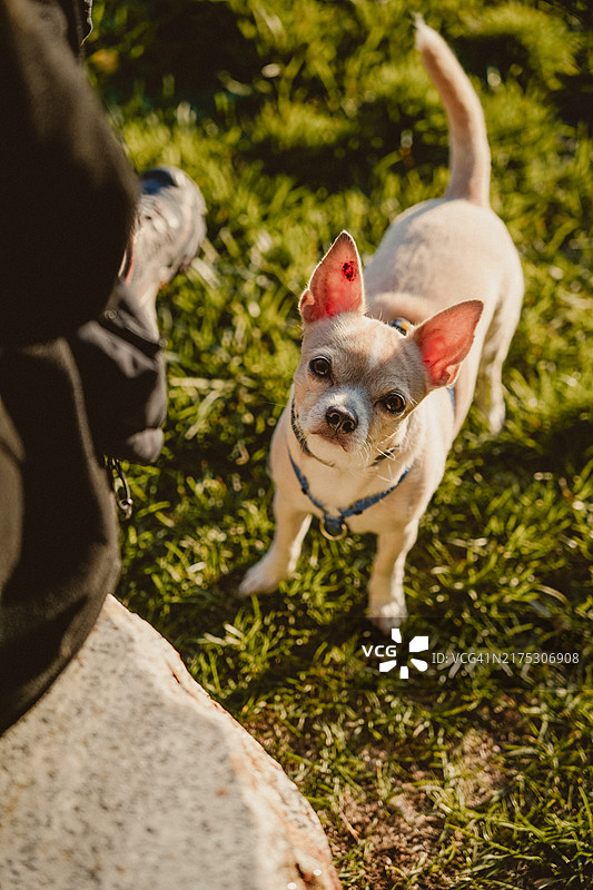 女子和小奇瓦瓦狗站在田野上图片素材