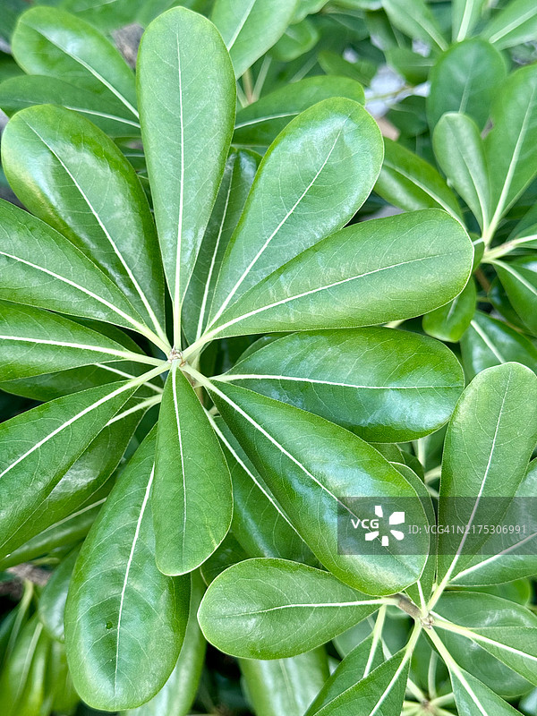 湿植物全画幅照片，克罗地亚卡夫塔特图片素材