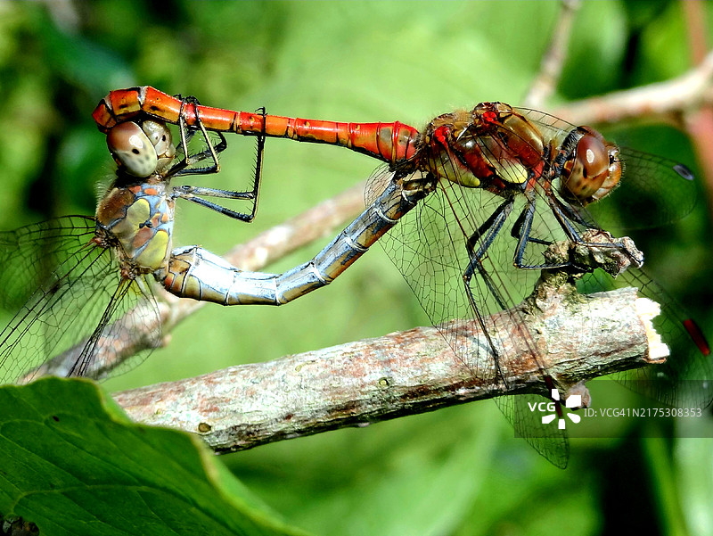 树枝上的昆虫特写图片素材