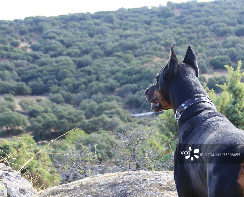 杜宾犬侧脸特写图片素材