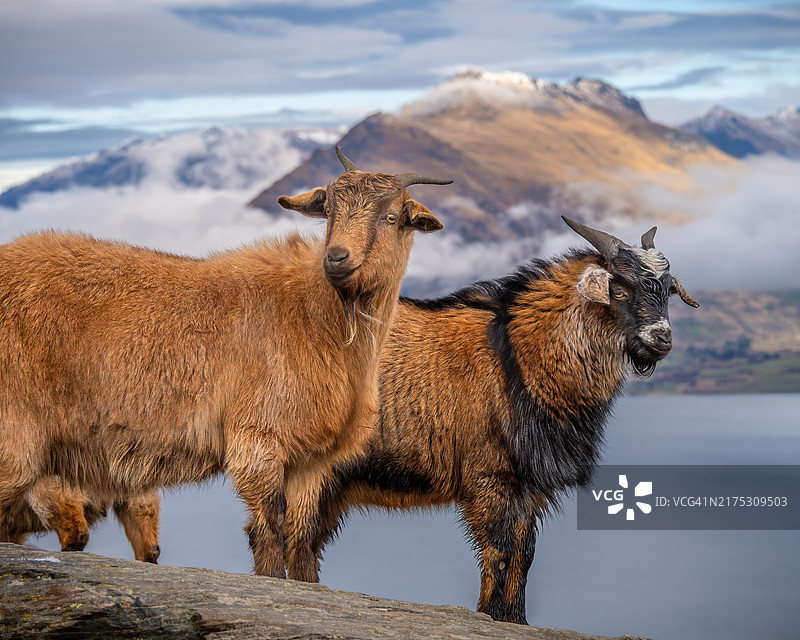 新西兰山羊在山路顶端图片素材