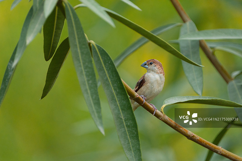 近距离拍摄栖息在植物上的鸣禽，印度苏拉杰布尔鸟类保护区图片素材