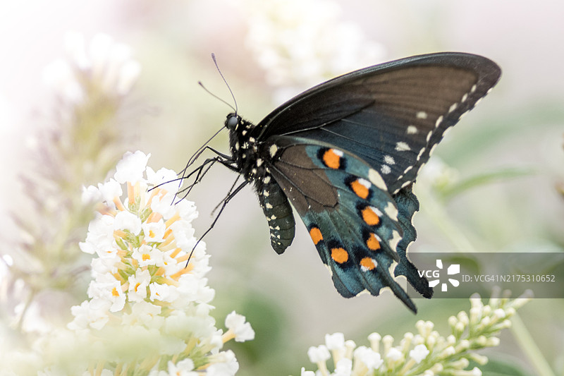 美国印第安纳州南本德，花丛中的蝴蝶特写图片素材