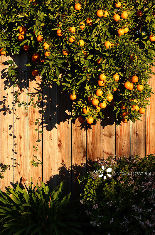 挂在雪松围栏上的橙色果树枝图片素材